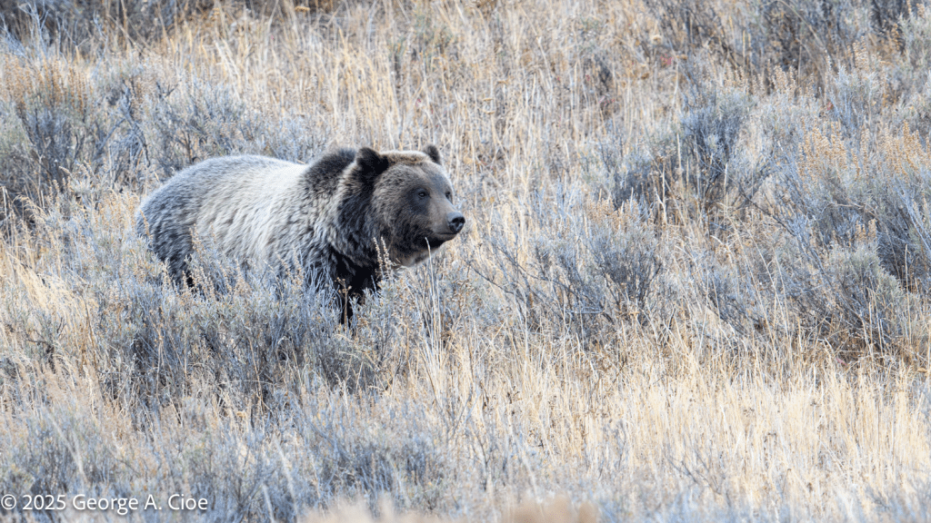 “The Wanderer” Grizzly Bear, Yellowstone National Park
