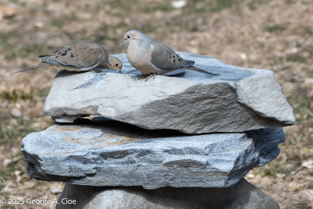 Mourning Doves on Birdbath