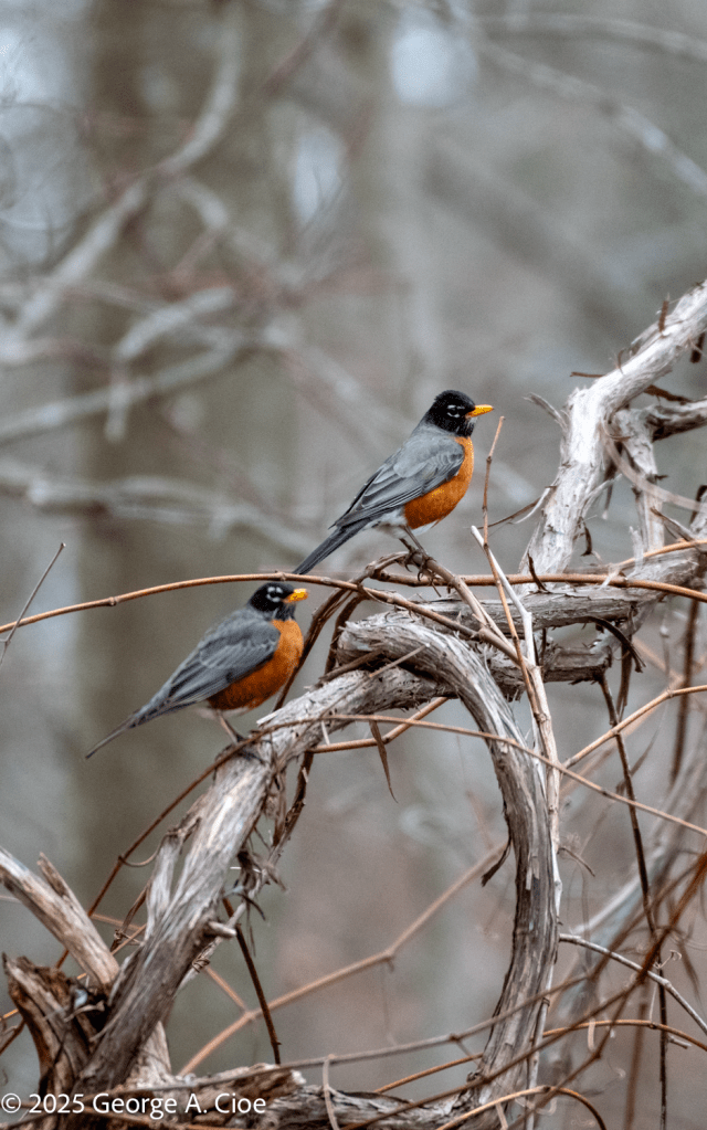 American Robin Couple