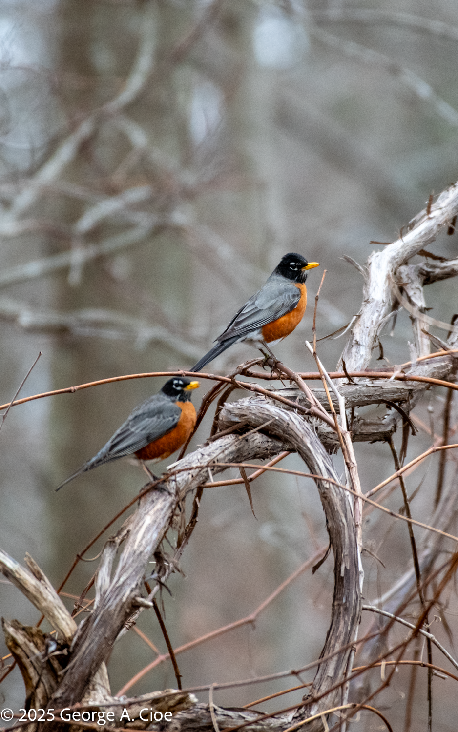 The Strange and Fascinating World of Avian Courtship Rituals