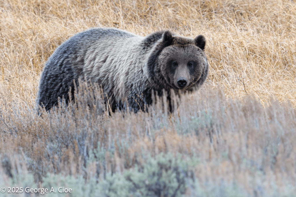 “When Nature Looks Back” Grizzly Bear, Yellowstone National Park