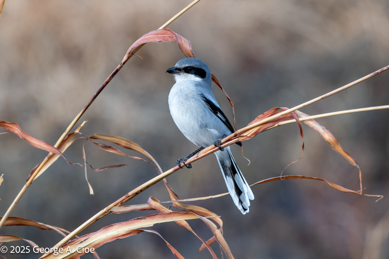 Feathers, Fangs, and Fenceposts at Bosque Del Apache