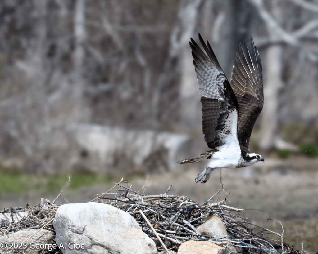 Osprey Take-off from Rocky Nest