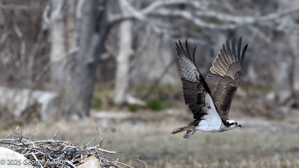 Osprey Take-off from Rocky Nest