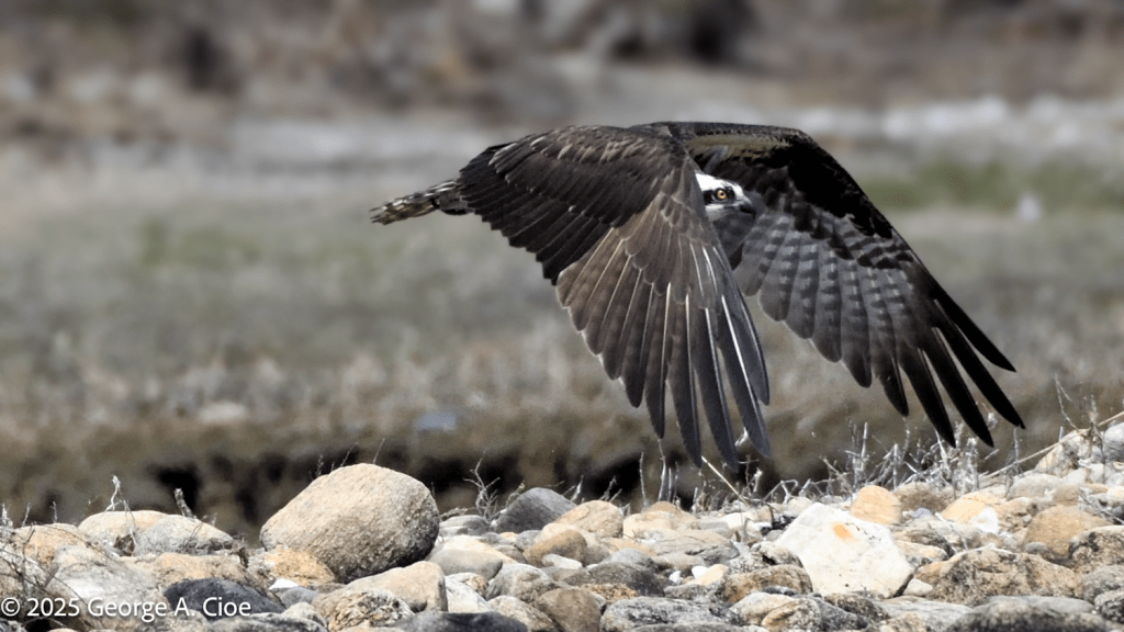 Osprey Take-off from Rocky Nest