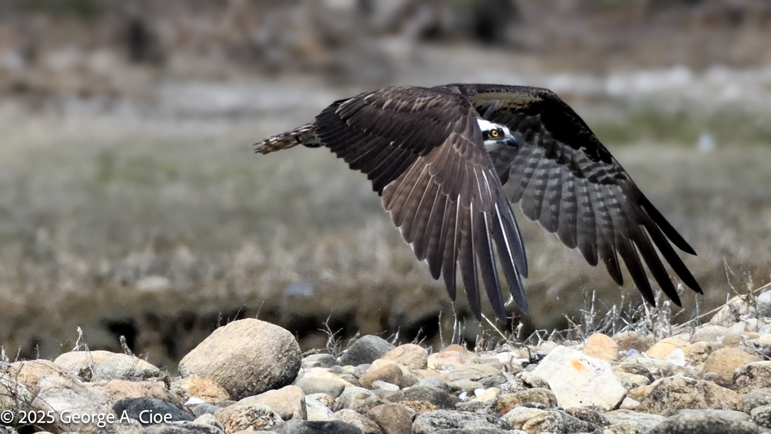 The Osprey: A Master of Sky and Sea in Rhode Island