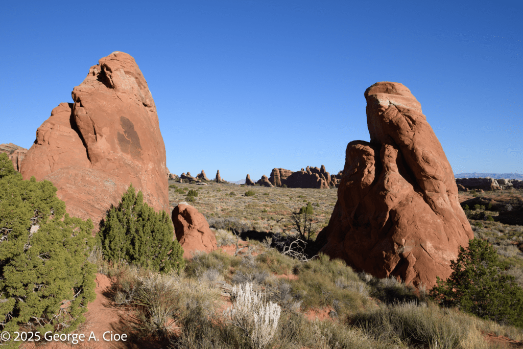 Breaching Humpback Whales