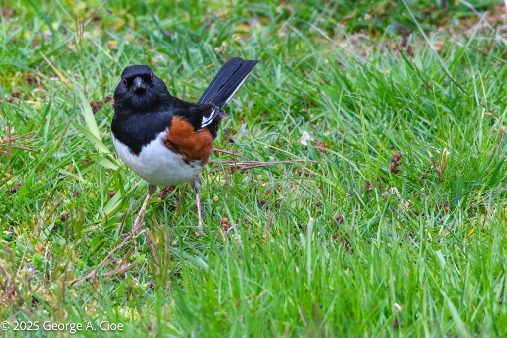 Eastern Towhee, Narragansett, RI