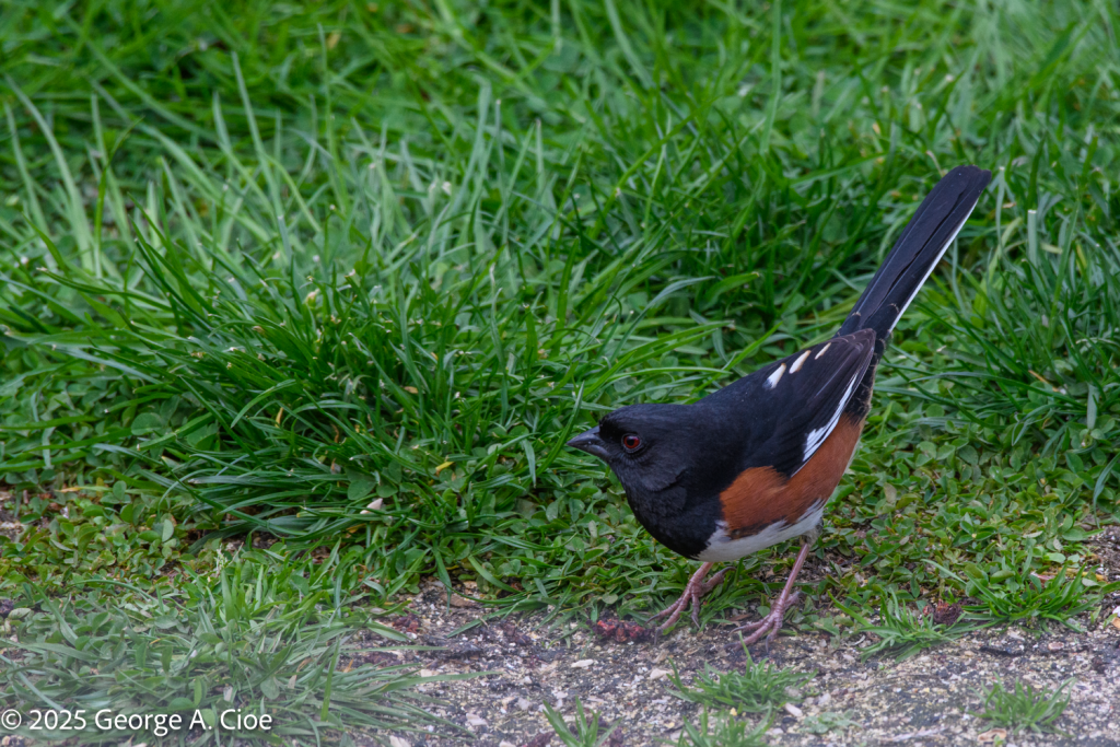 Eastern Towhee, Narragansett, RI