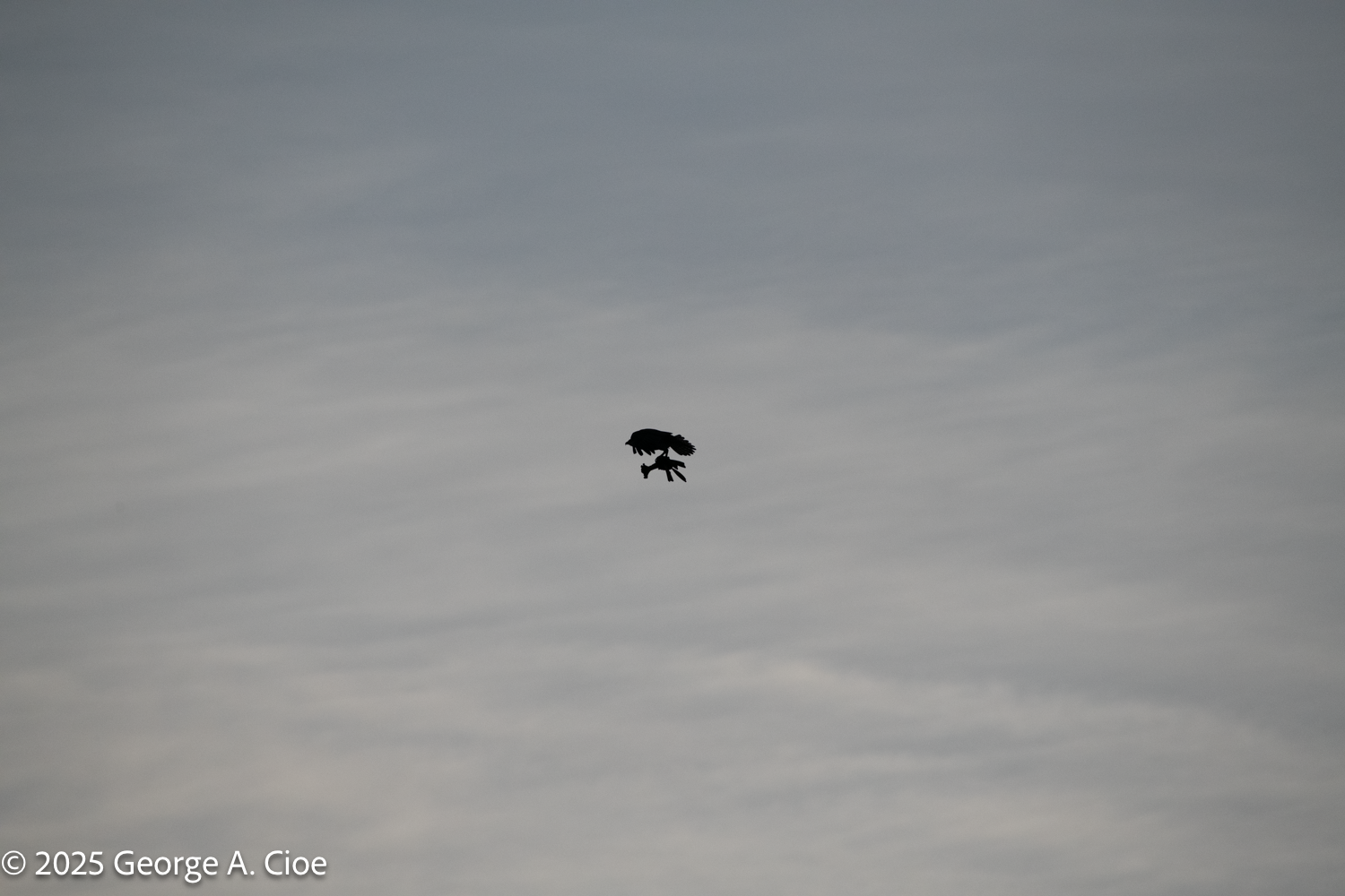 Osprey Caring Something