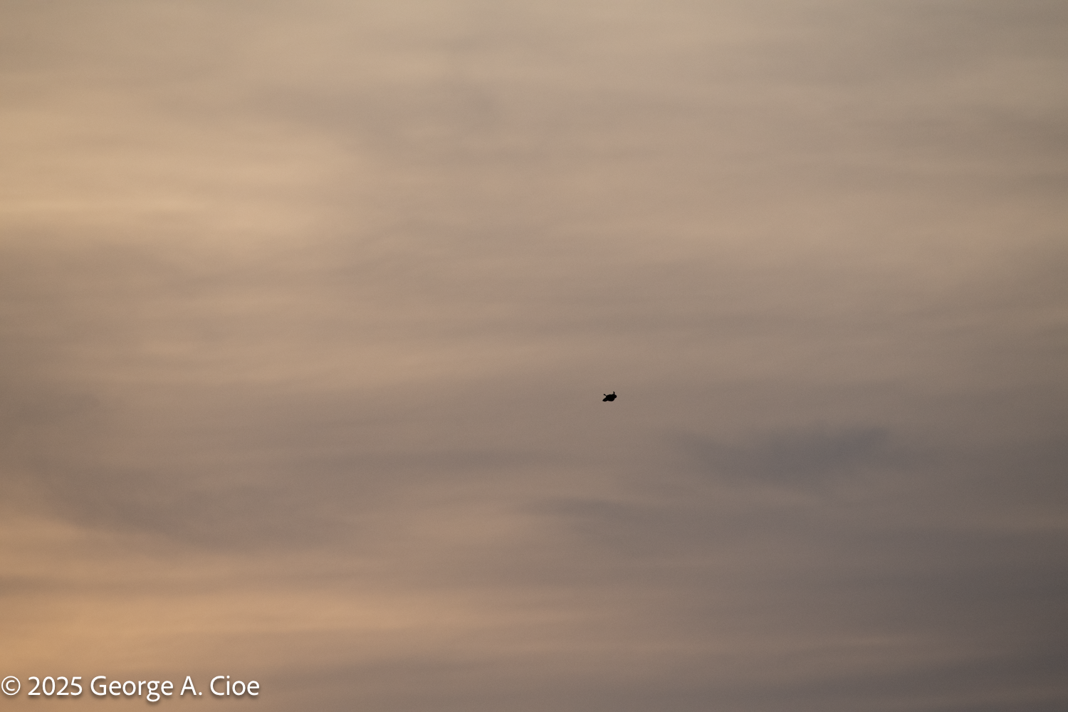 Distant Osprey 