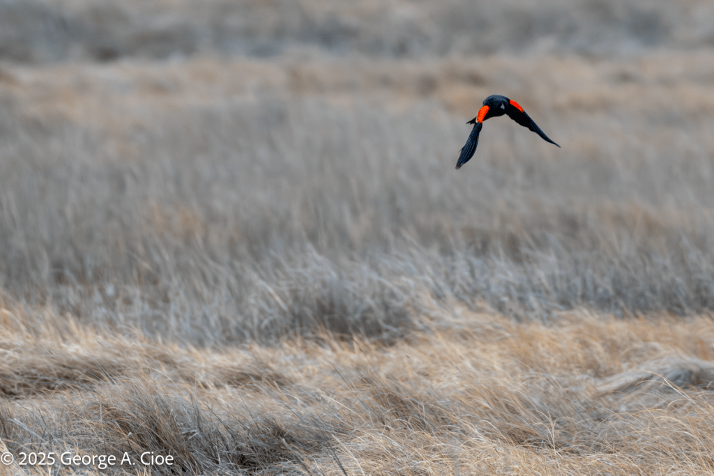 Red-winged Blackbird