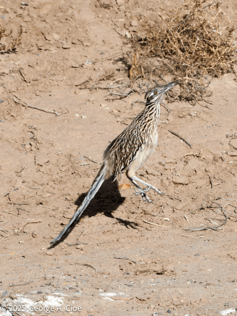 Roadrunner catching bug