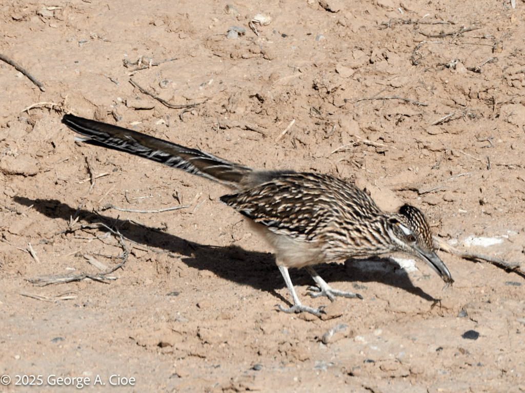 Roadrunner eating bug