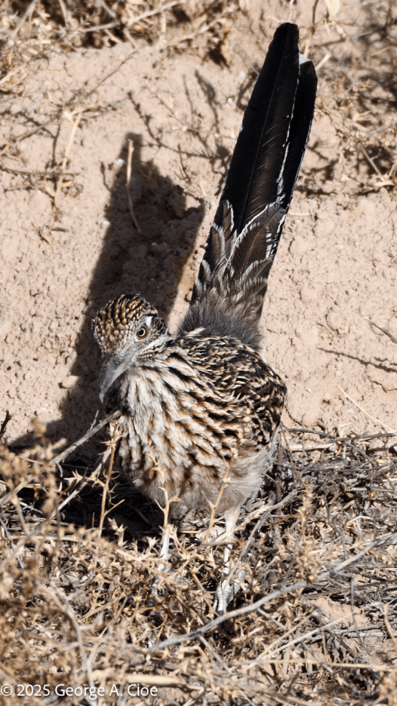 Roadrunner