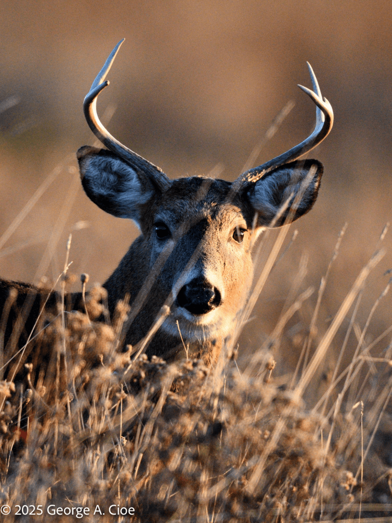 6 Point Buck Head