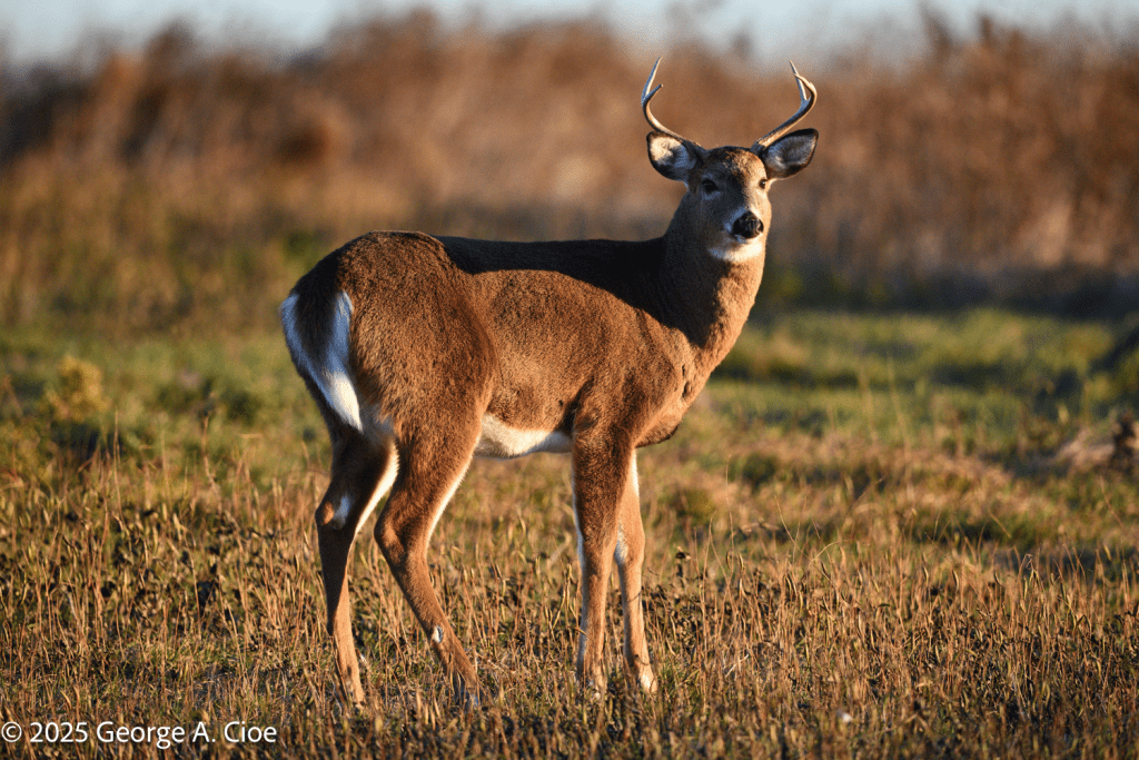 6 Point Buck Full Body