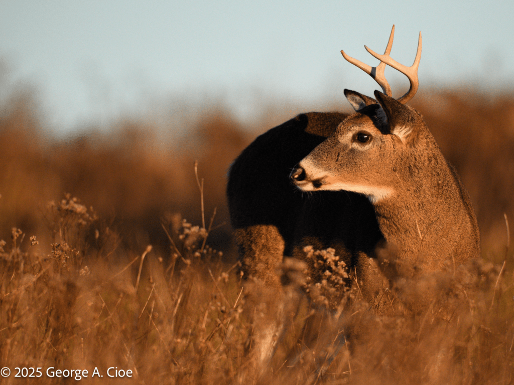 4 Point Buck