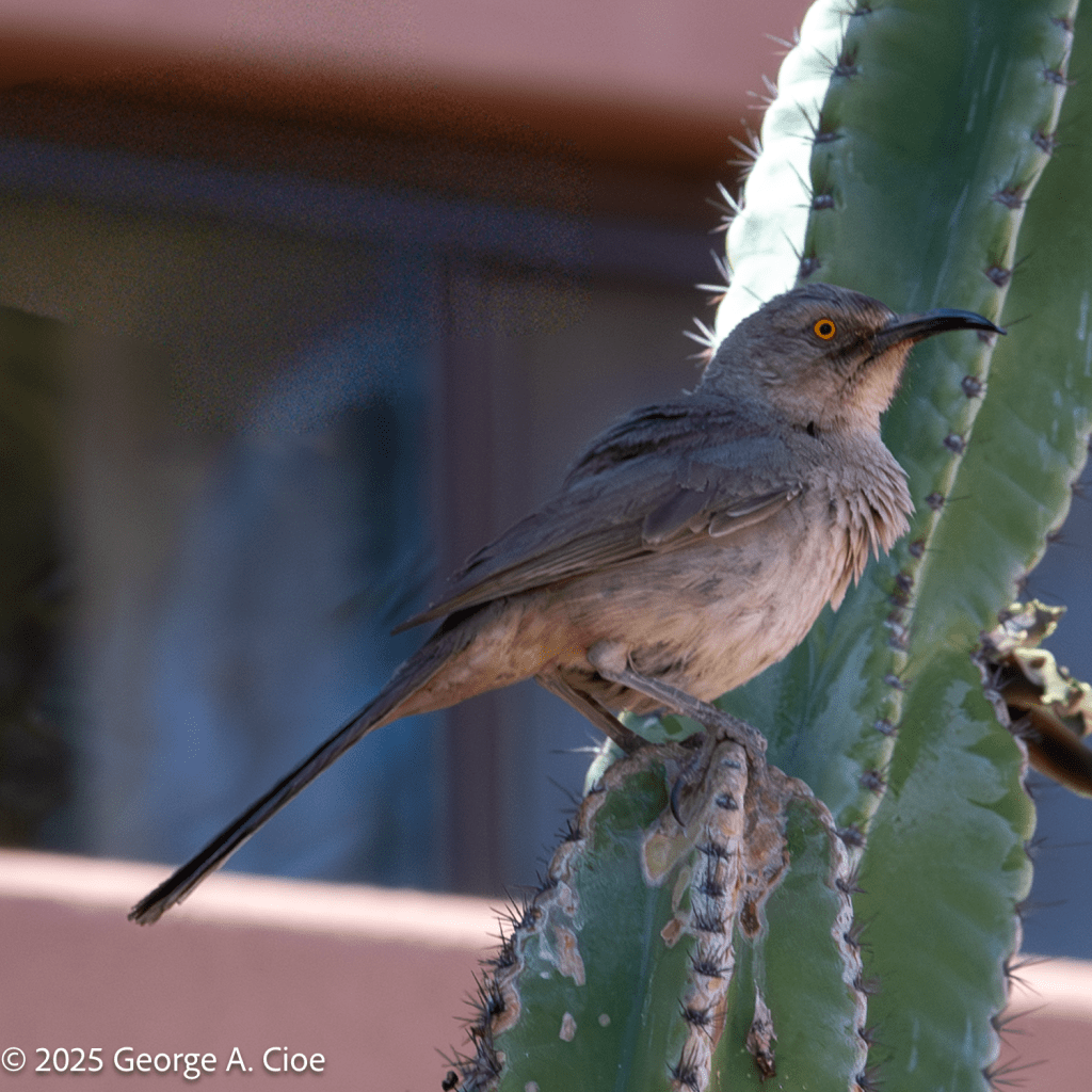 “Prickly Perch” Cuve-billed Thrasher