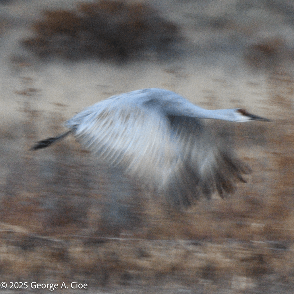 Sandhill Crane - Impressionistic Expression
