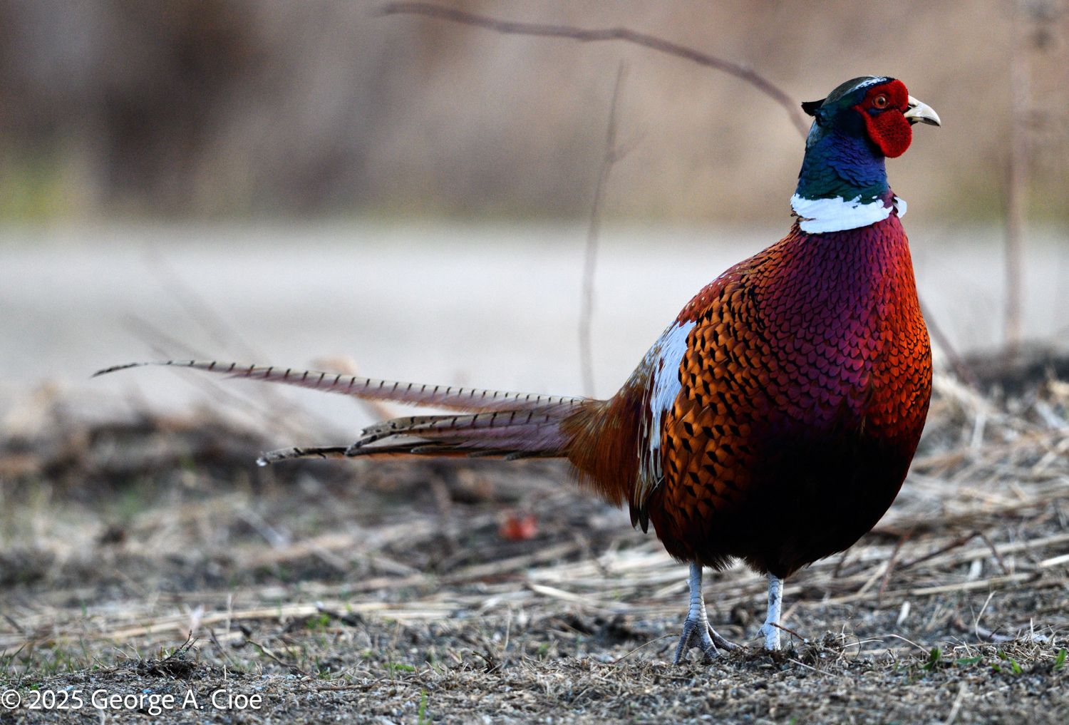 Snowy Owl Quest – Part 2: The Beauty of Sachuest Point