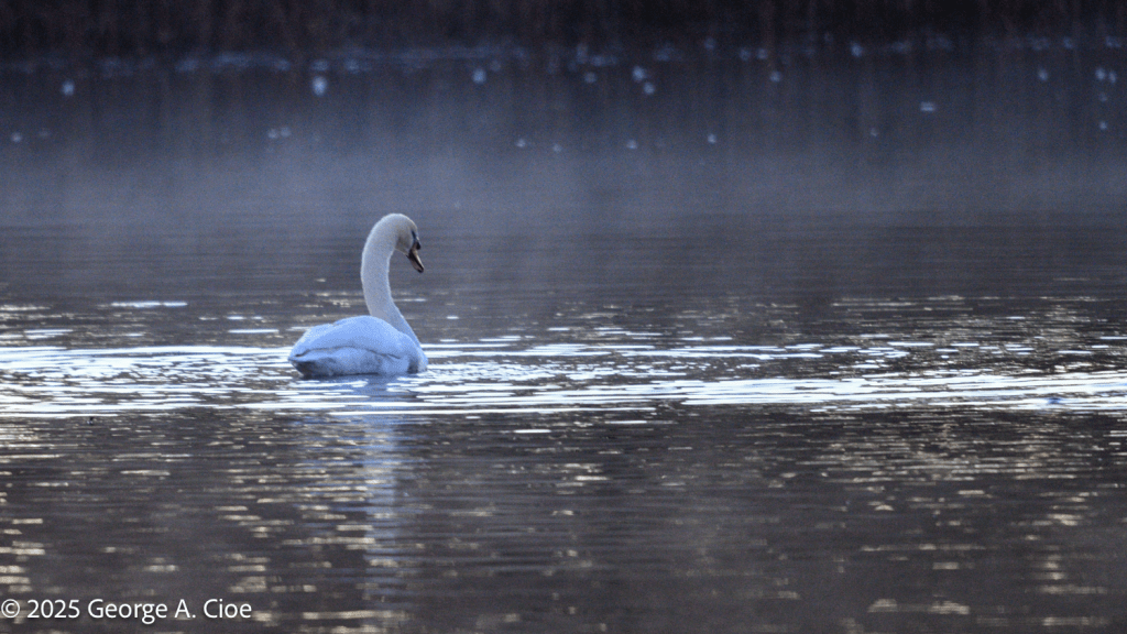 Mute Swan Sea Smoke