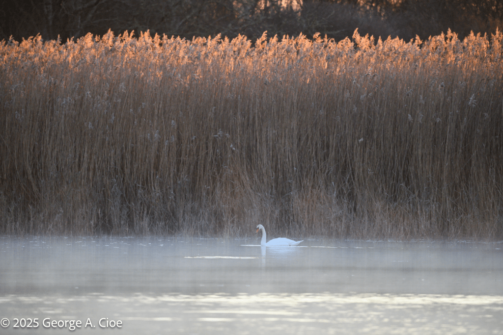 Mute Swan Sea Smoke Reed Grass
