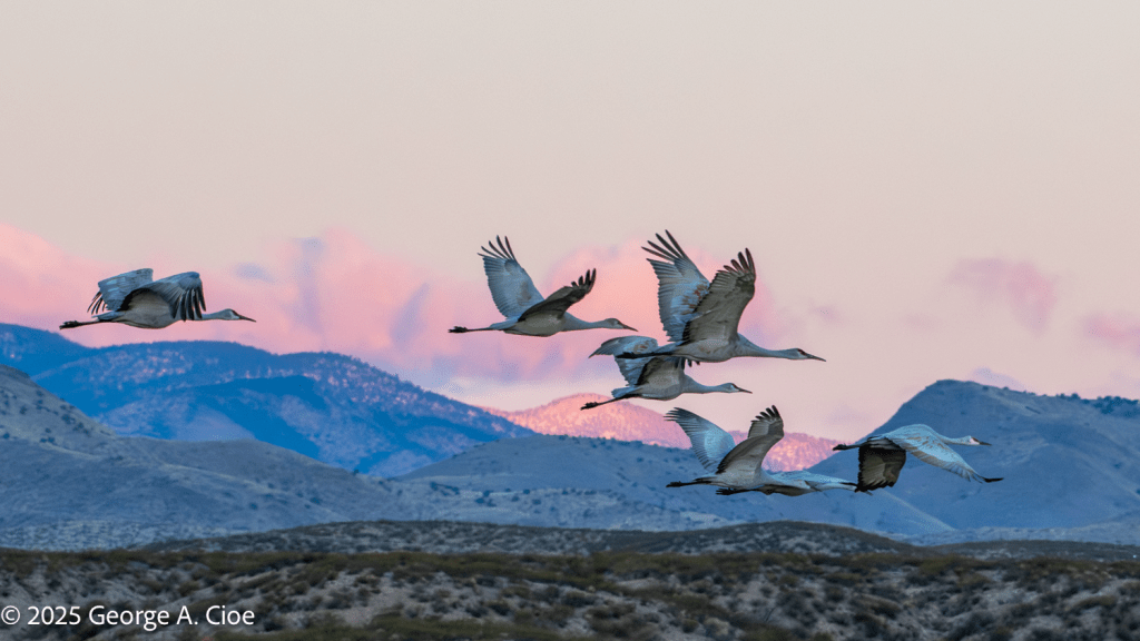 "Cranes Over Watercolor Clouds" Sandhill Cranes