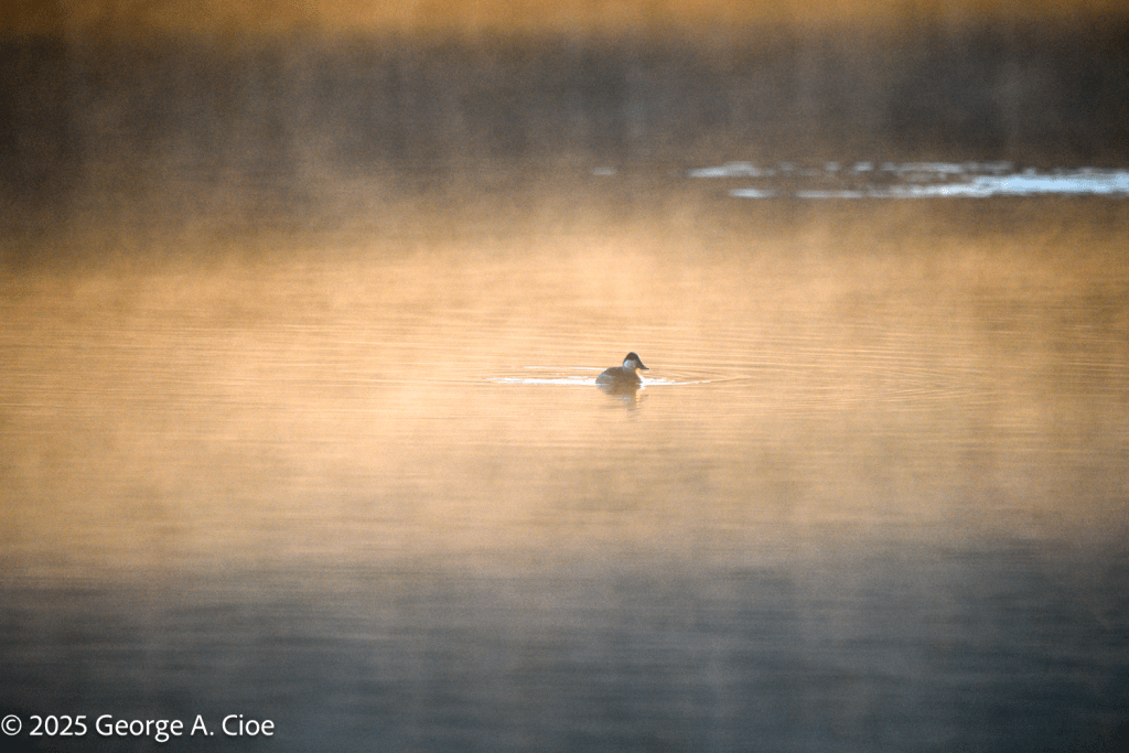 Ruddy Duck