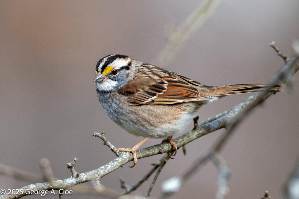 White-throated Sparrow