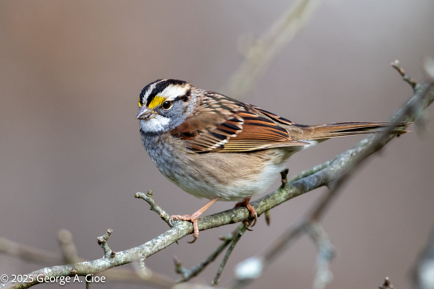 Birds — A Love Story in Feathers and Focus: My Journey