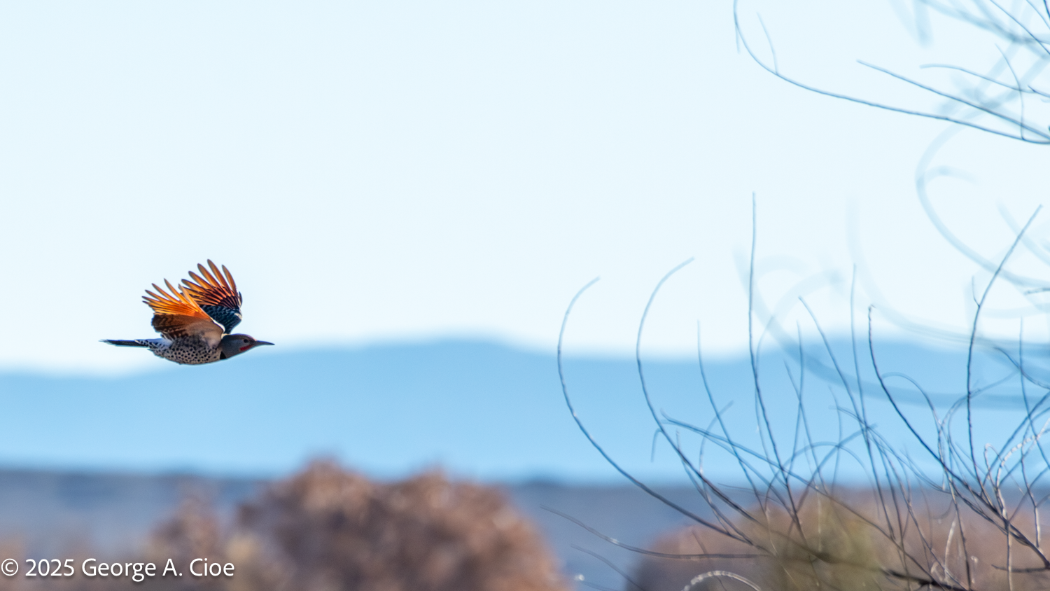 Flickers Are a Spectacular Sight at Bosque del Apache