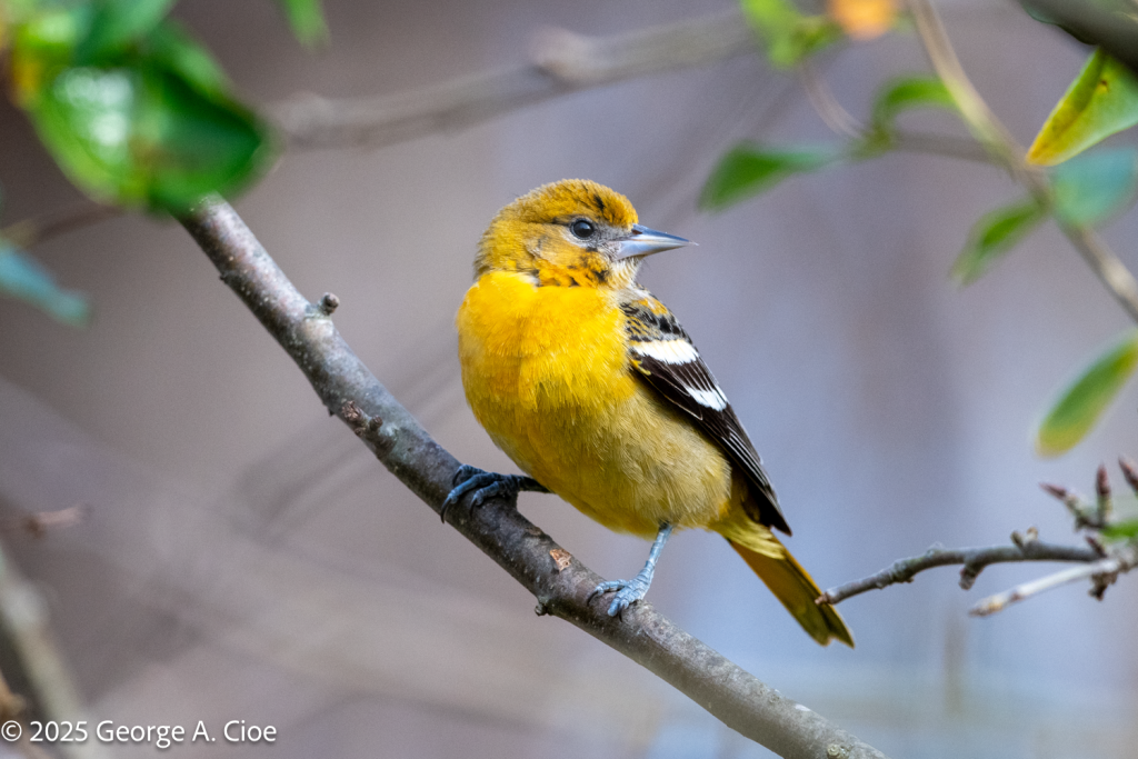 Baltimore Oriole, Female