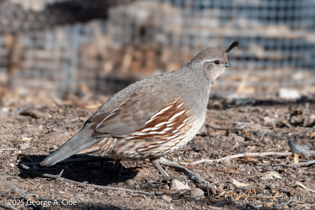 Gambel's Quail Female