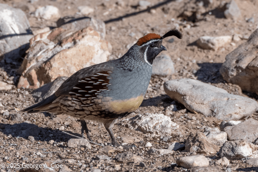 Gambel's Quail Male