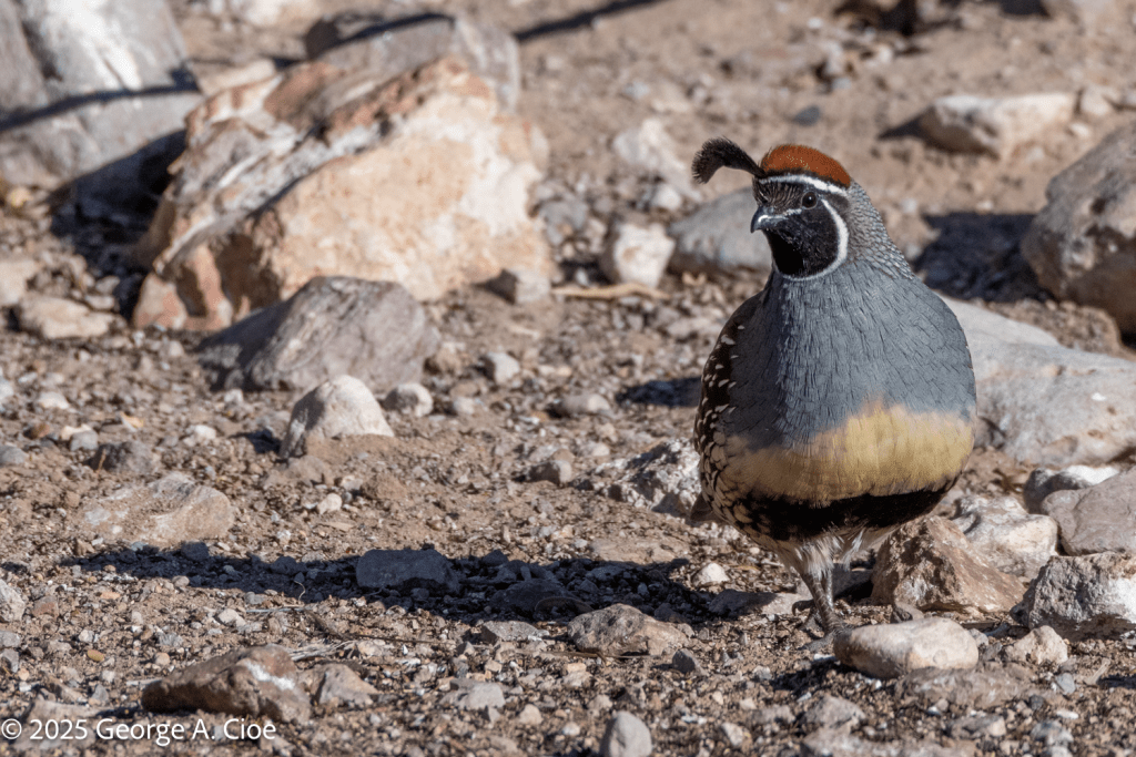 Gambel's Quail Male