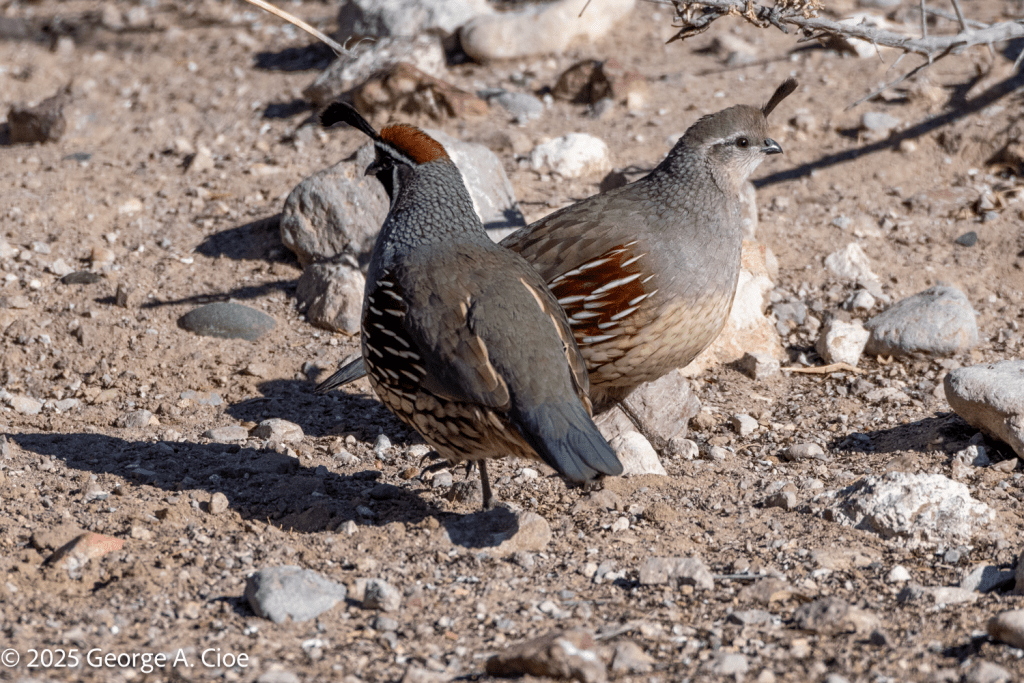 Gambel's Quail Pair