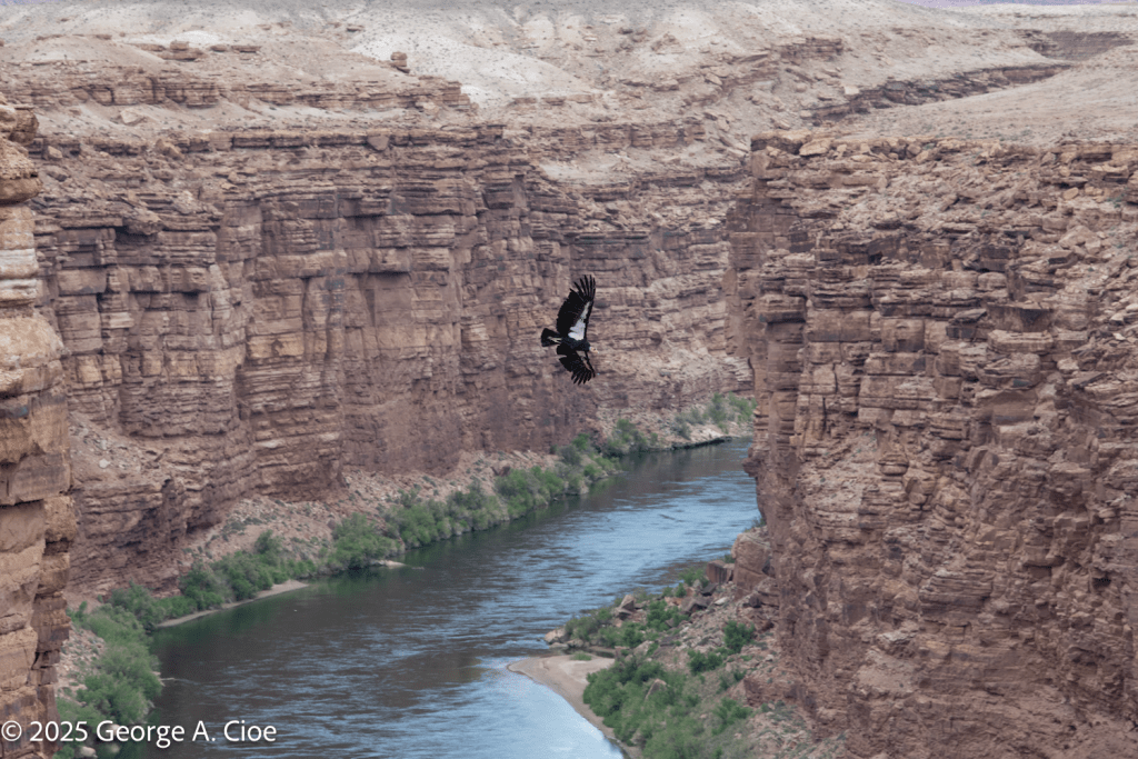 "Ancient Wings, Timeless River" California Condor over Colorado River