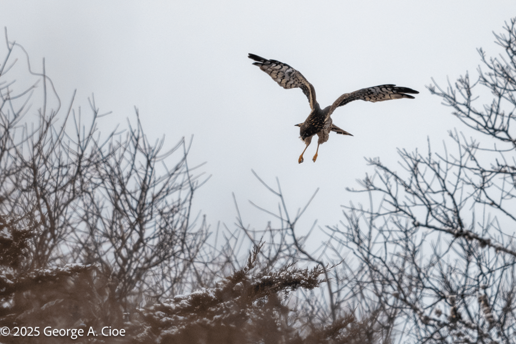 Northern Harrier