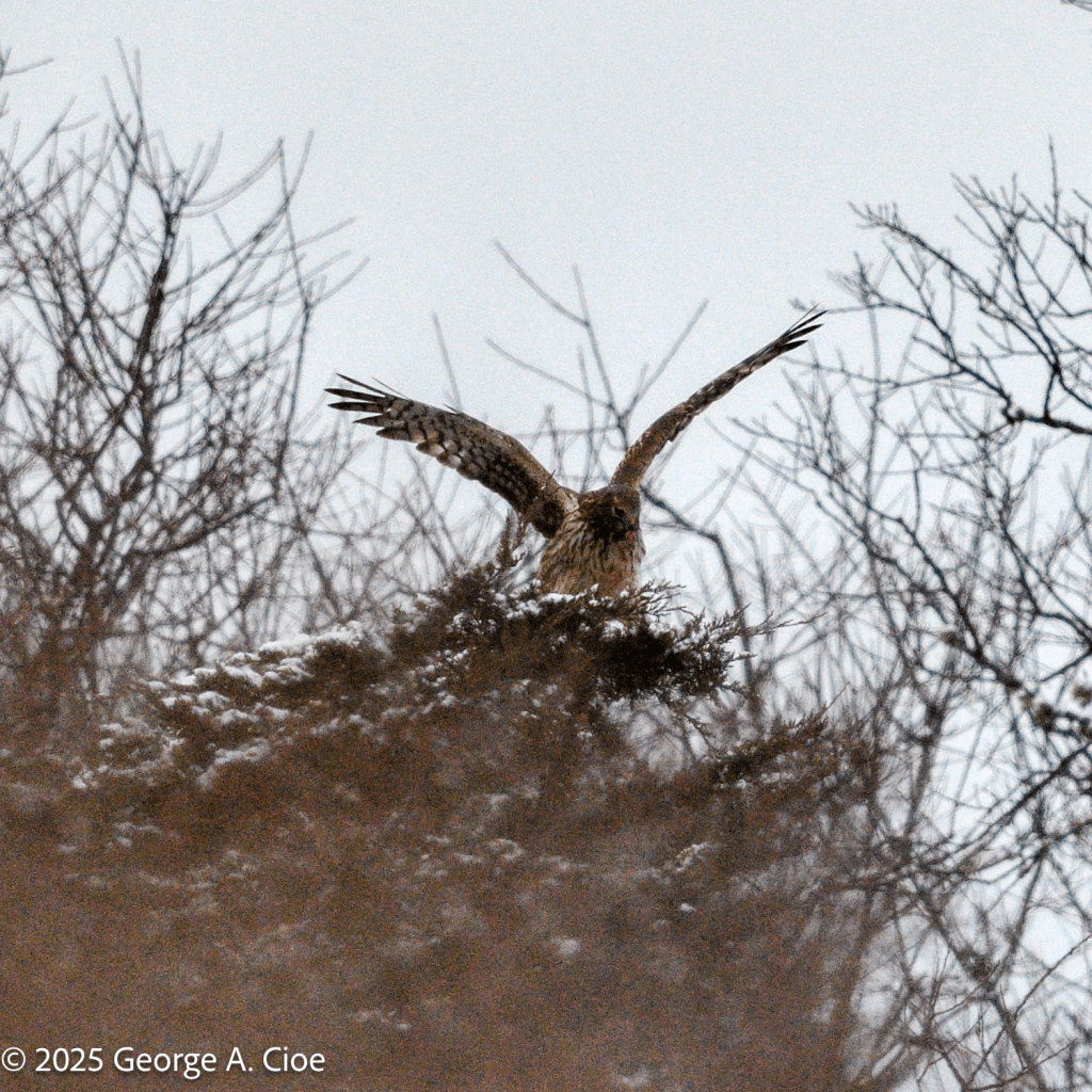 Northern Harrier