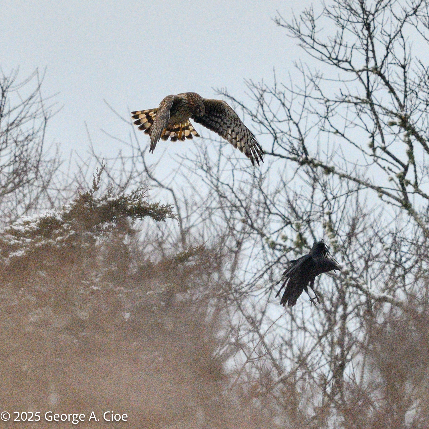 Chasing Owls Finding Harriers Through Winter Blues