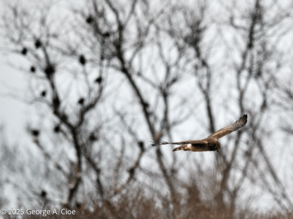 Northern Harrier