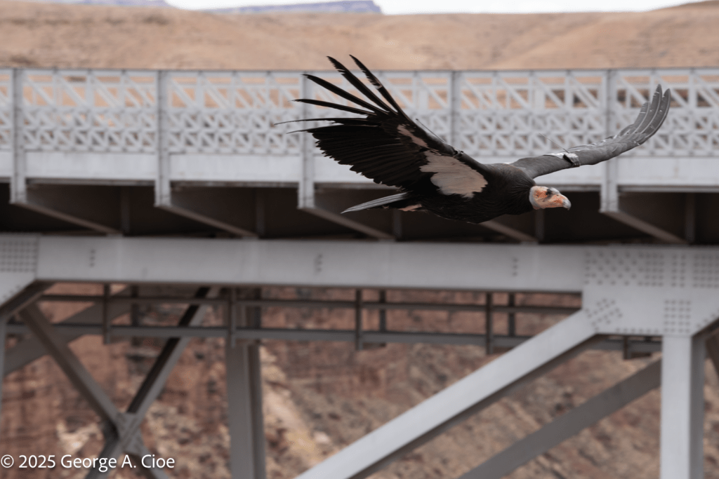 California Condor at Navajo Bridge