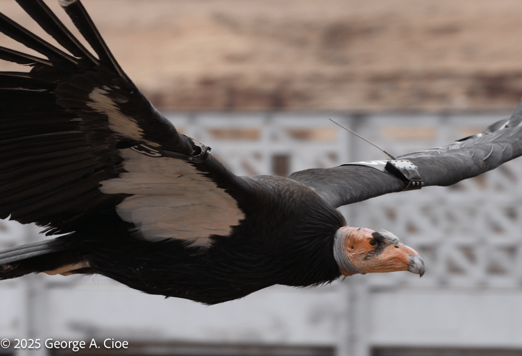 "Ancient Wings" California Condor At Navajo Bridge