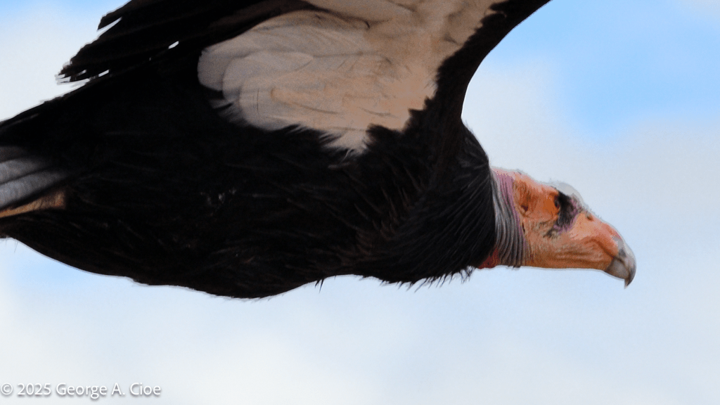 California Condor