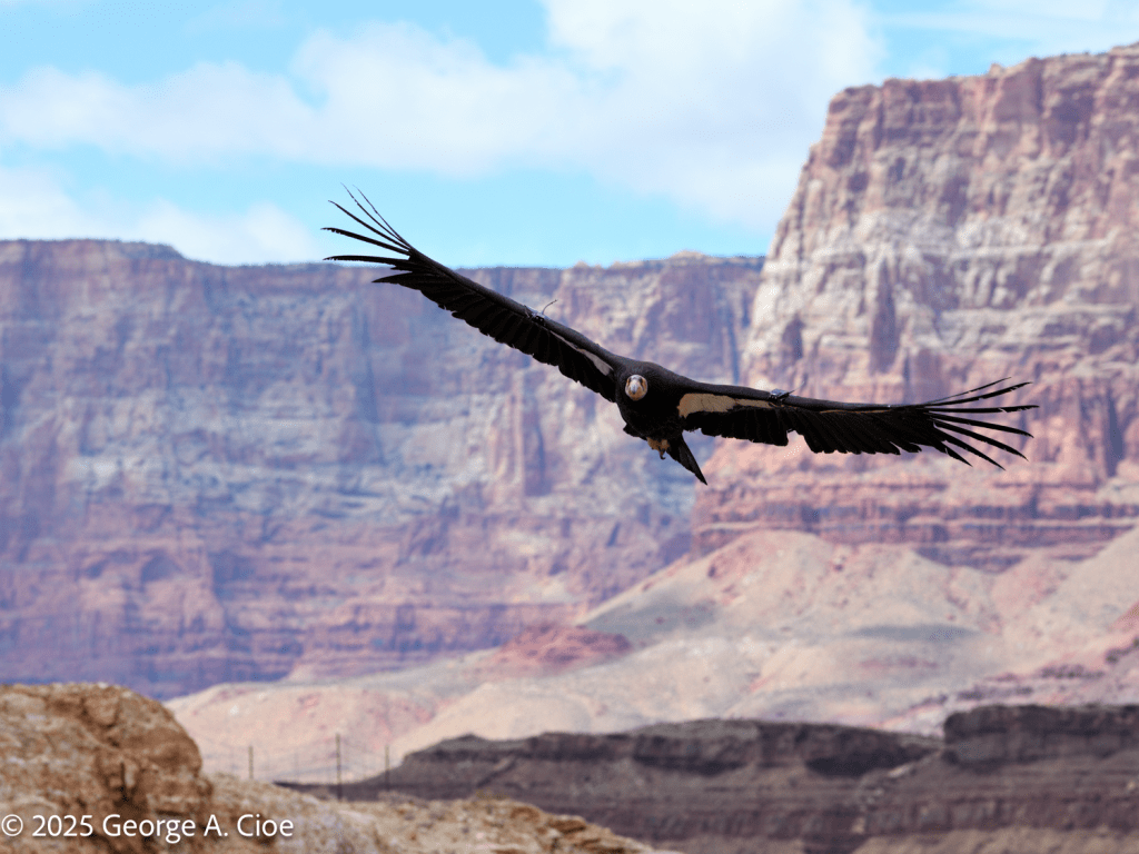 "Where Cliffs Meet Sky" California Condor with Vermilion Cliffs