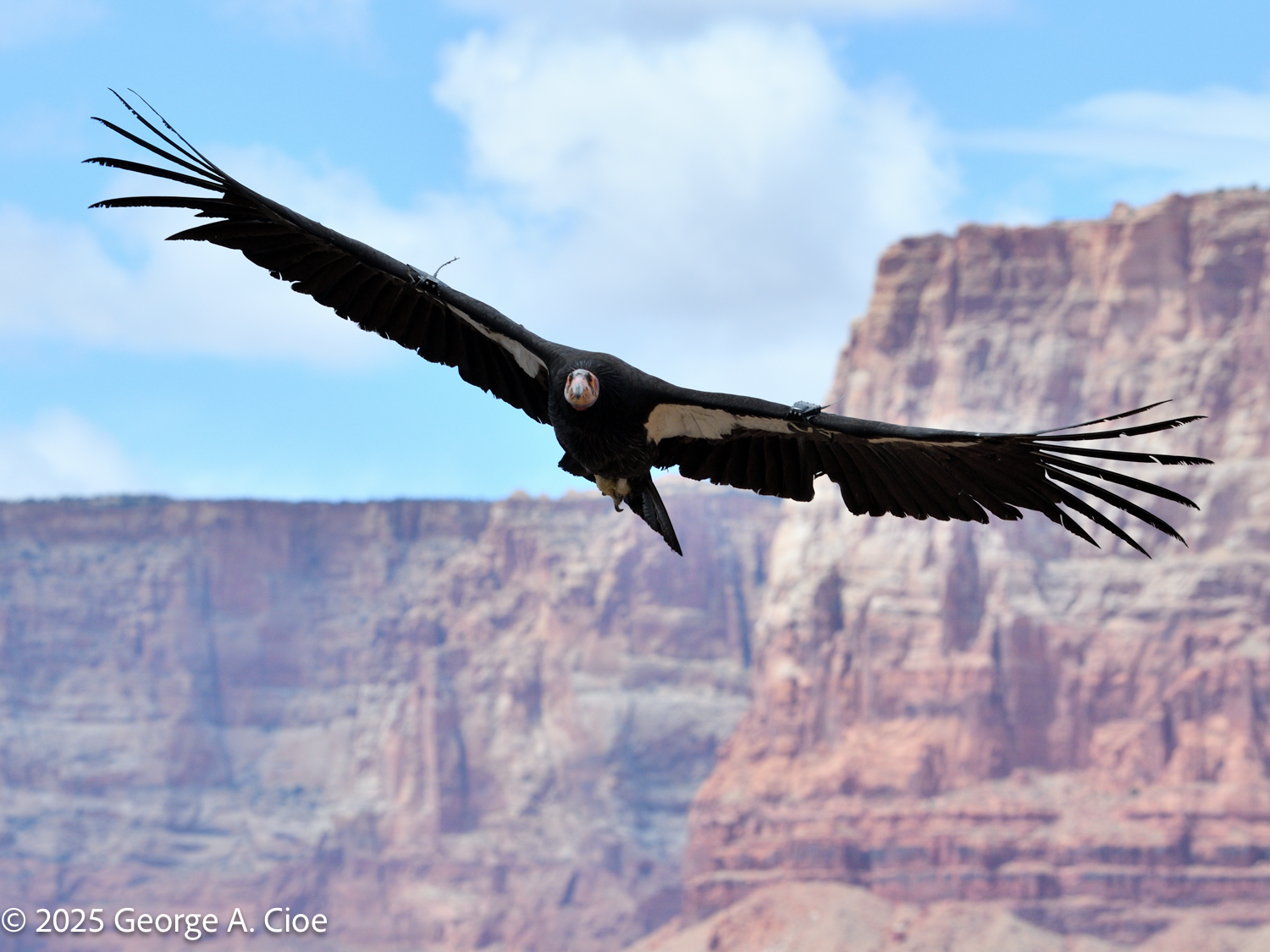California Condor: A Majestic Encounter in Nature