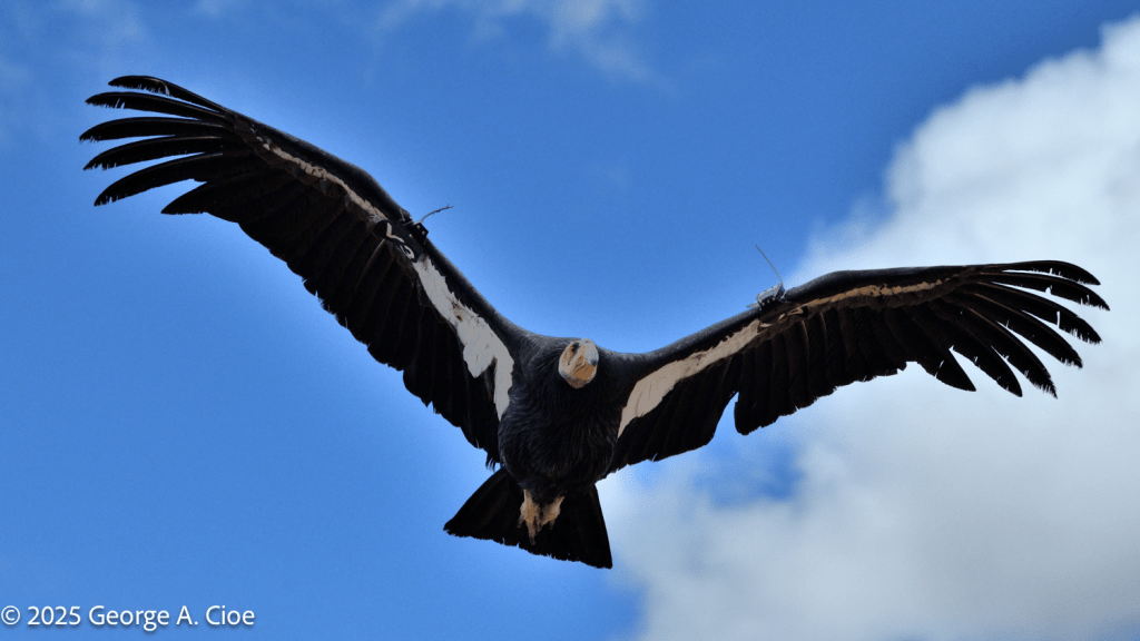 "The Last Monarch of the West" California Condor