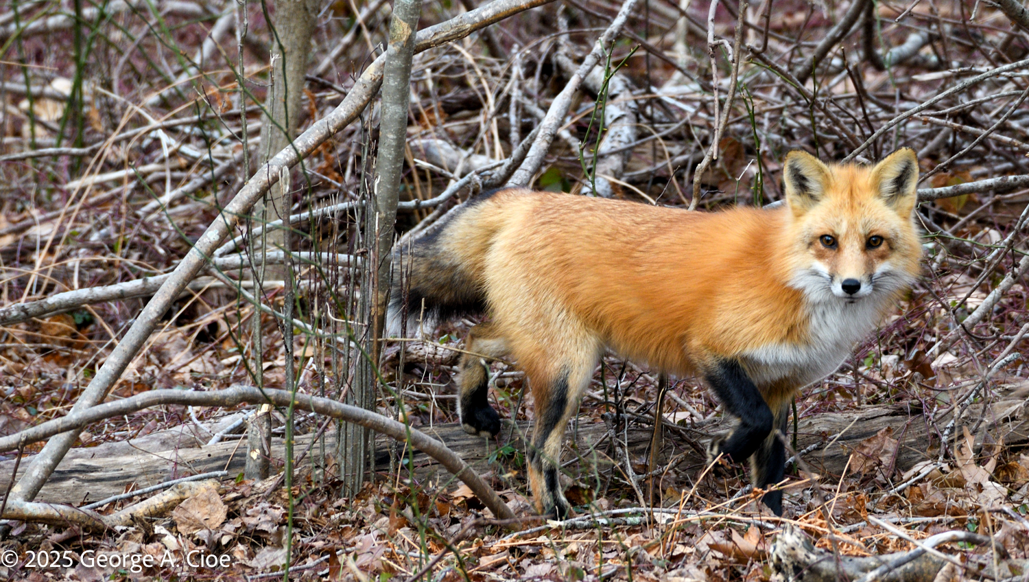 Wife Spots Fox in Back Yard: A Heartwarming Tale