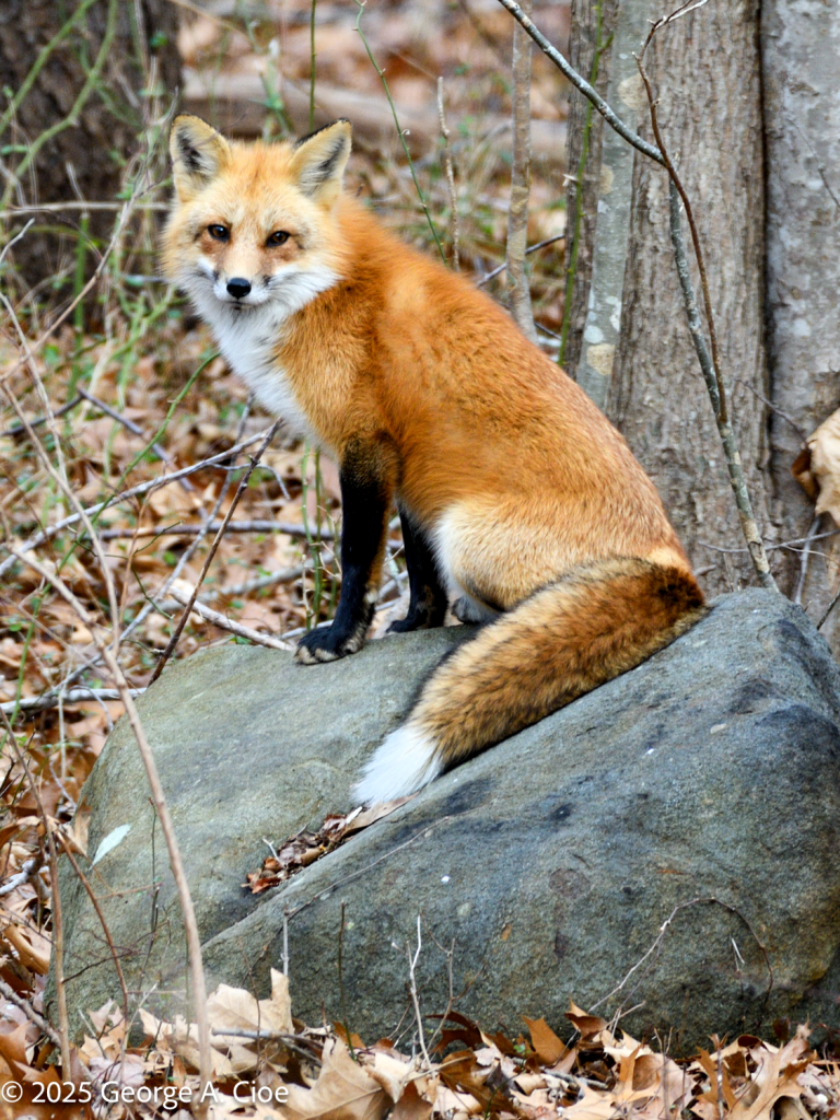 "Regal Red" Red Fox